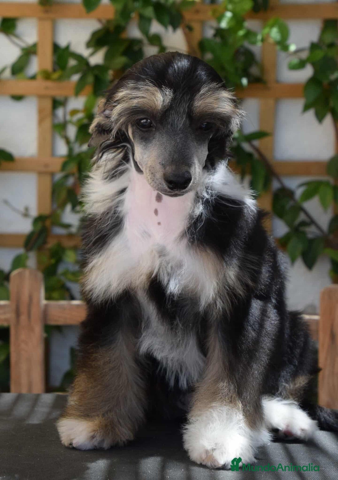 Perro Crestado Chino perros en venta: Cachorros crestado chino super calidad  - Imagen 6