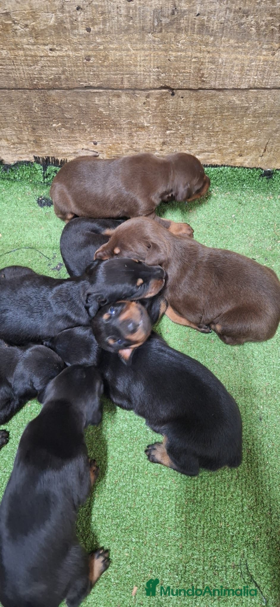 Dobermann perros Cachorros de Dóberman  - Anuncio 1
