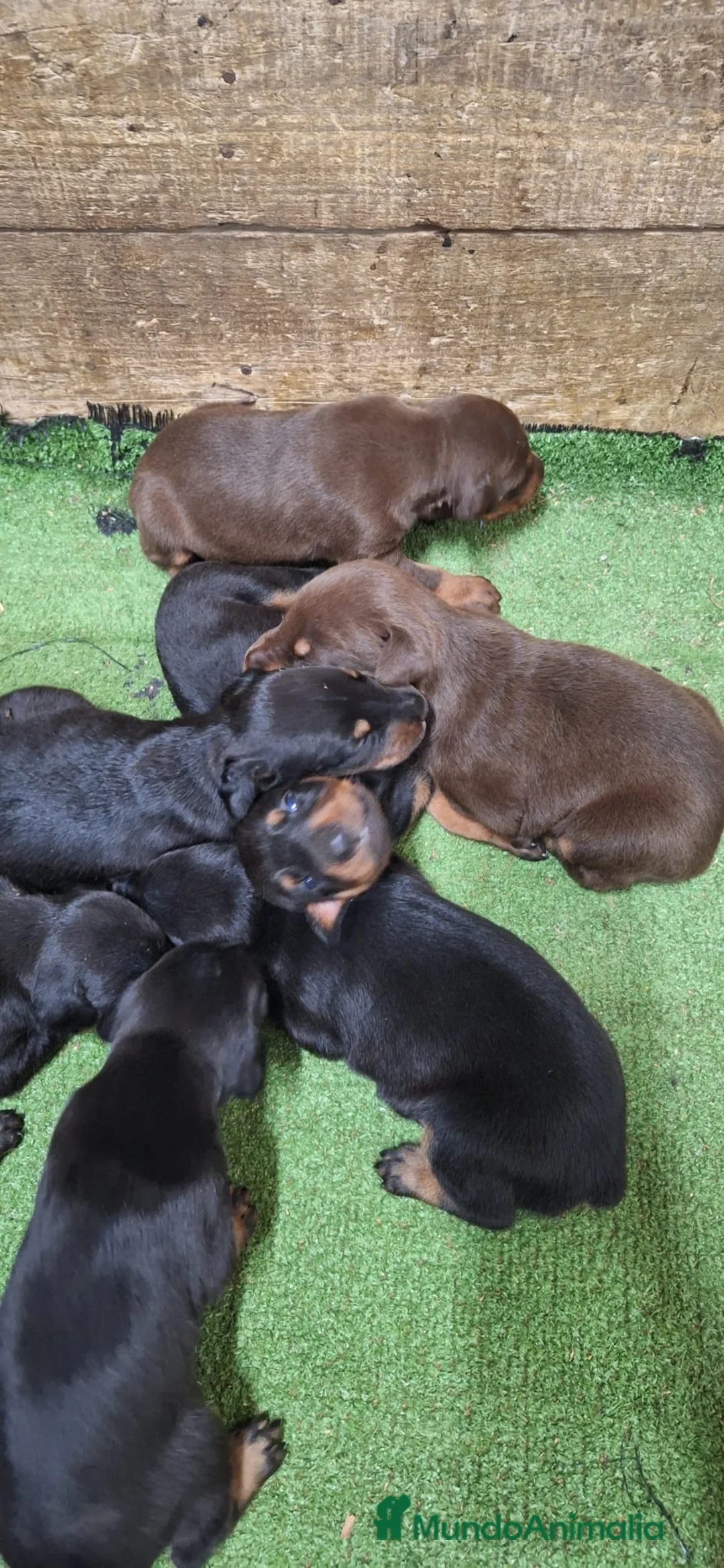 Dobermann perros en venta: Cachorros de Dóberman  - Anuncio 1