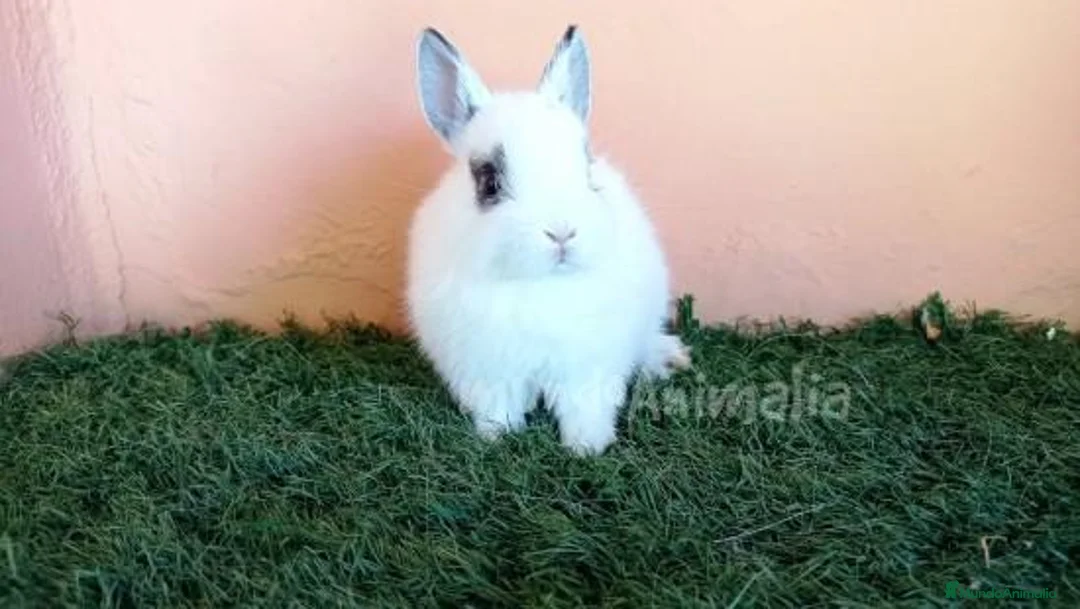 Imagen de galería {{count}}