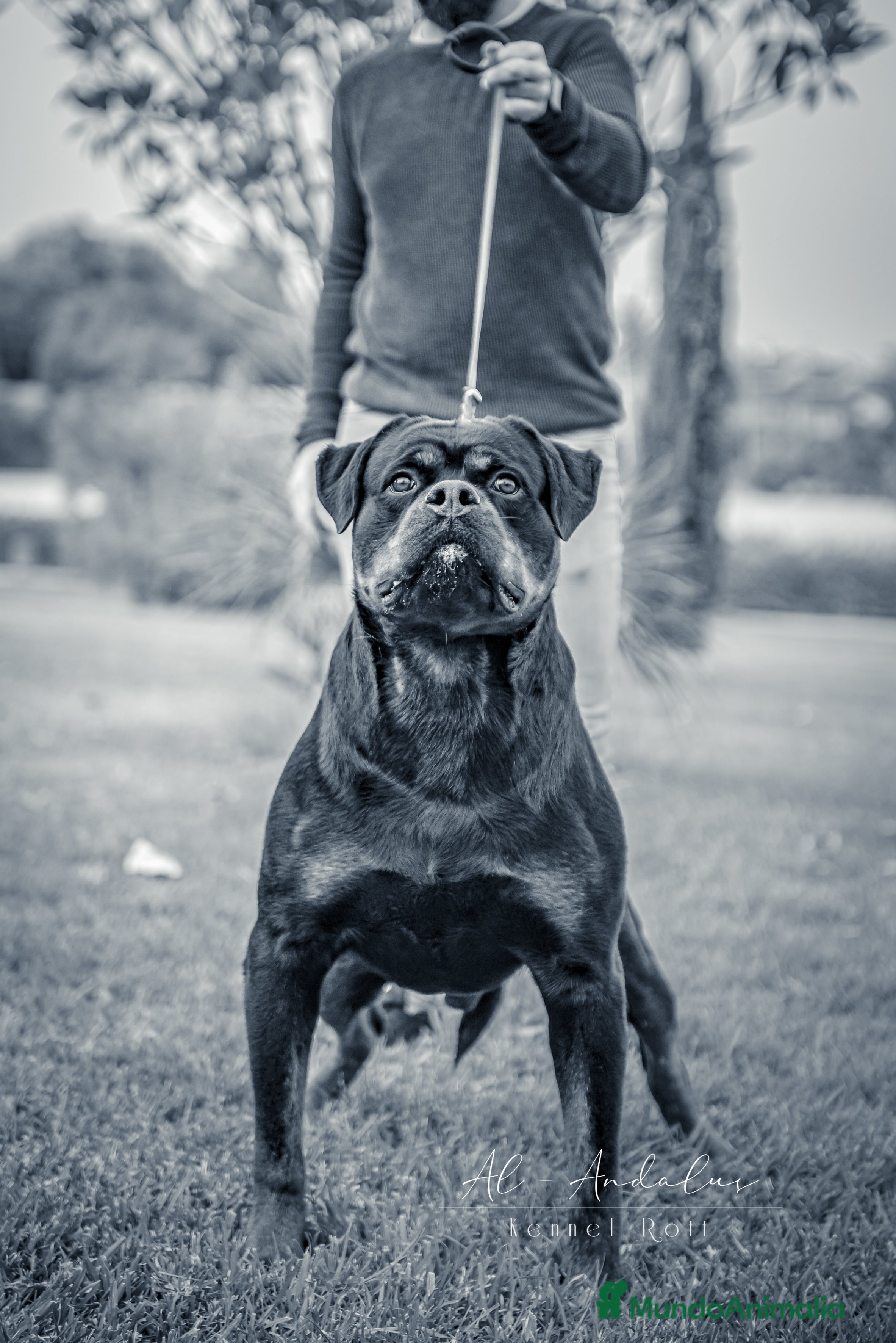 Rottweiler perros Rottweiler para montas - Anuncio 4