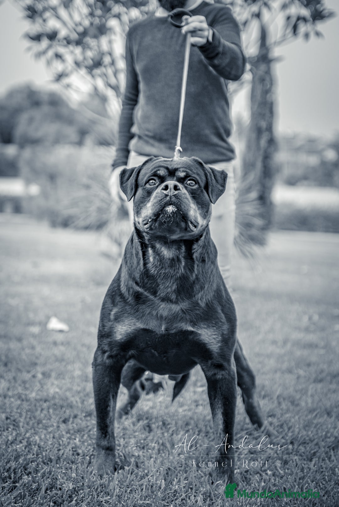 Rottweiler perros para monta: Rottweiler para montas - Anuncio 1