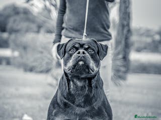 Rottweiler perros Rottweiler para montas - Anuncio 4