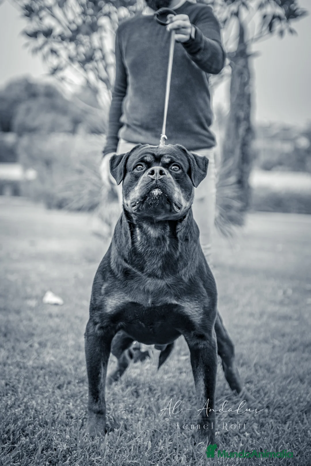 Rottweiler perros para monta: Rottweiler para montas - Anuncio 1