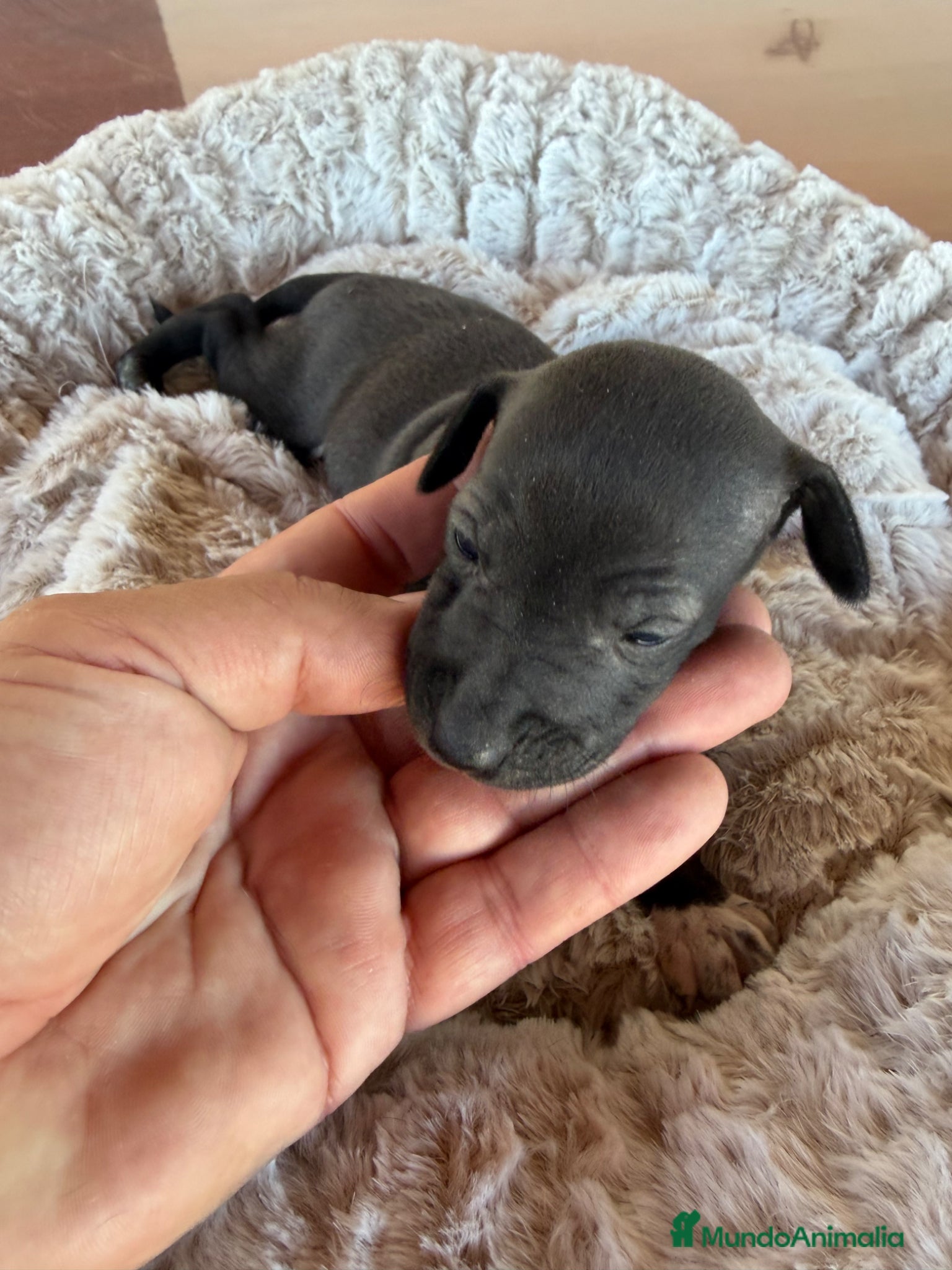 Pequeño Lebrel Italiano perros  galgo italiano piccolo - Anuncio 28