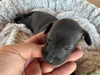 Pequeño Lebrel Italiano perros galgo italiano piccolo - Anuncio 28