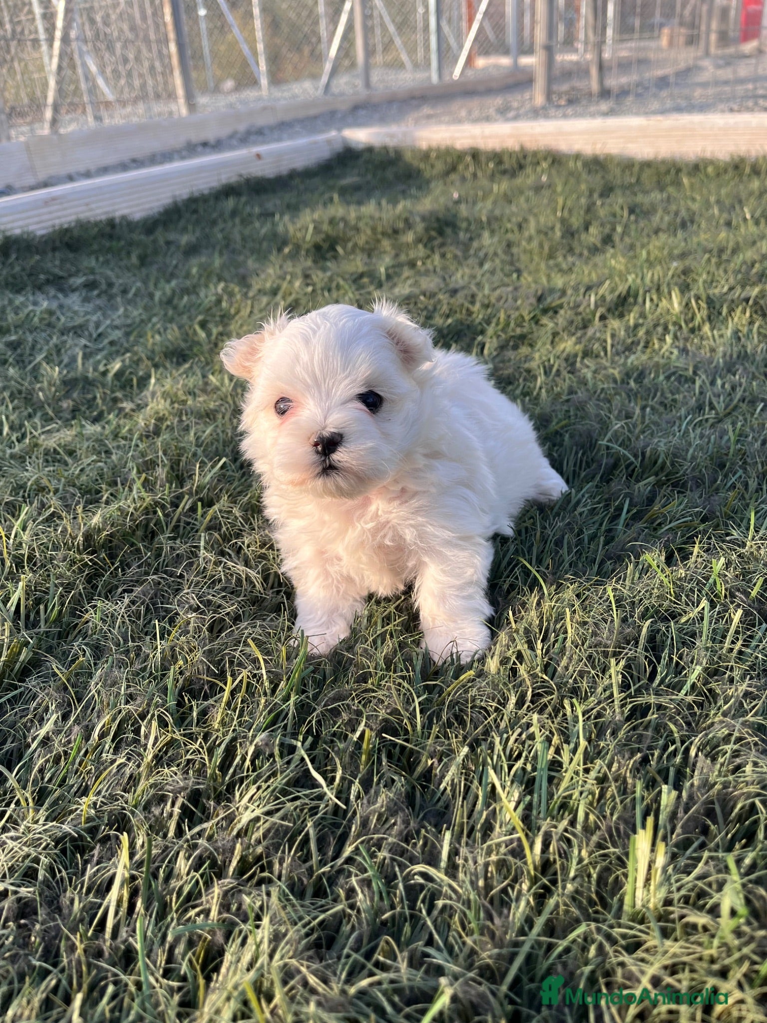 Bichón Maltés perros Bichon maltes - Anuncio 1
