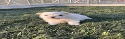 Bichón Maltés perros en venta: Bichon maltes - Anuncio 1