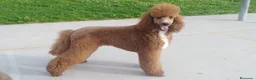 Caniche Gigante perros en venta: Cachorros de caniche gigante apricot - Anuncio 6