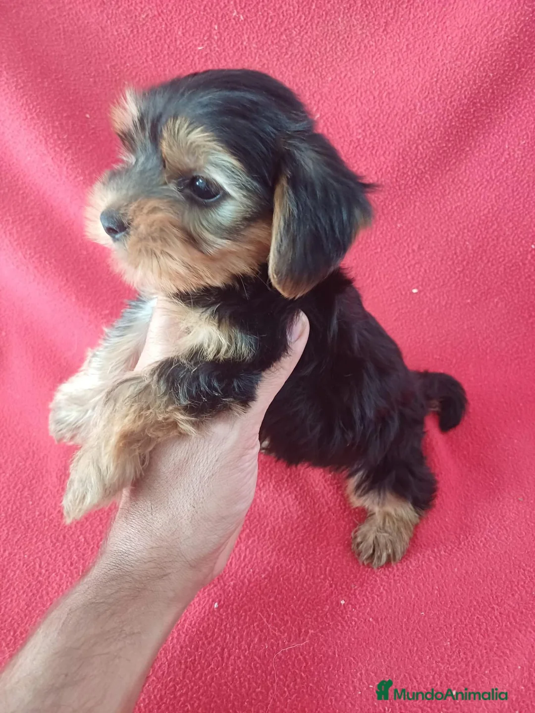 Yorkshire Terrier perros en venta: Yorkshire Terrier Mini  - Anuncio 2