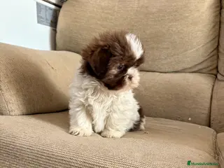 Shih Tzu perros Cachorritos de shitzut - Anuncio 2