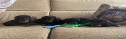 Teckel perros en venta: Teckel standar pelo duro  - Anuncio 4
