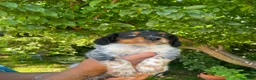 Épagneul Breton perros en venta: Spaniel Bretón  - Anuncio 2
