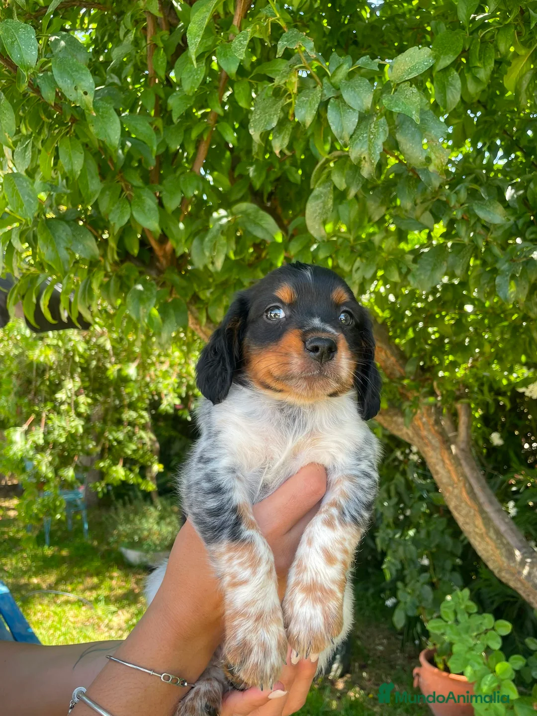 Épagneul Breton perros en venta: Spaniel Bretón  - Anuncio 2