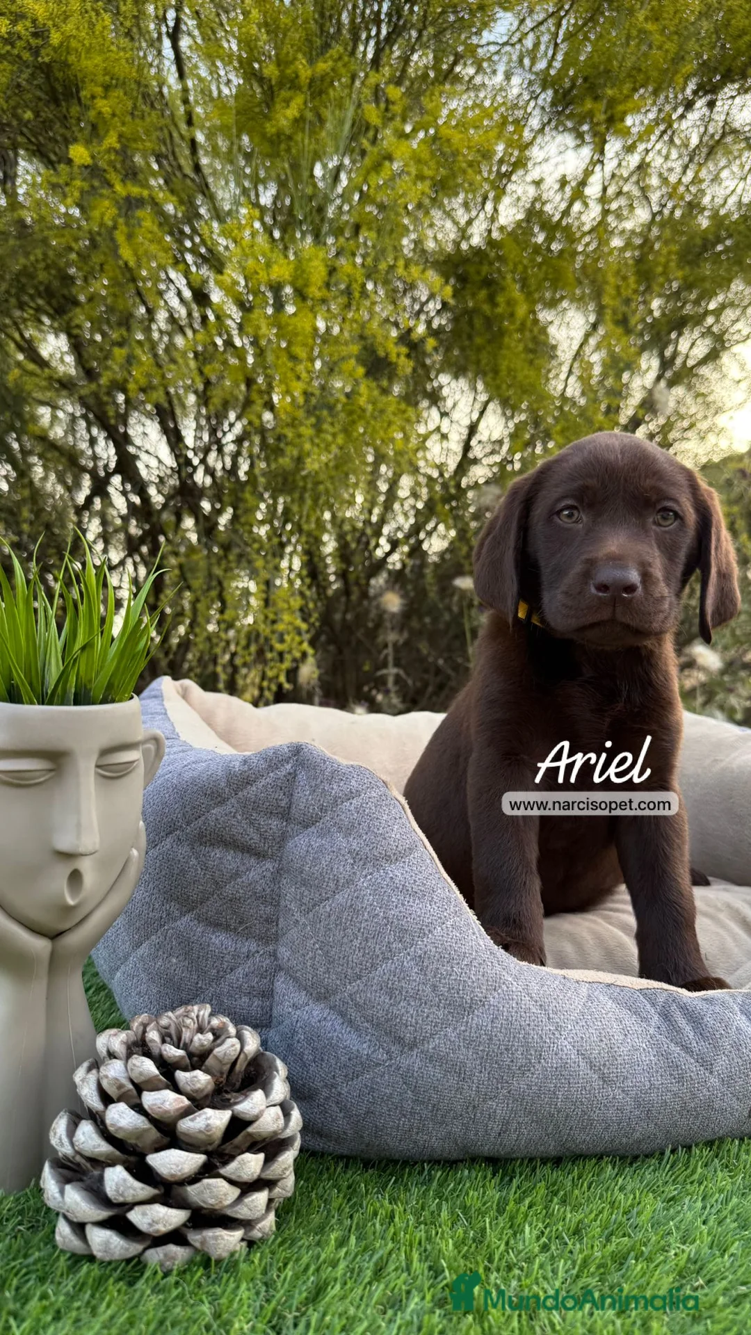 Labrador Retriever perros en venta: LABRADOR MACHO CHOCOLATE - Anuncio 3