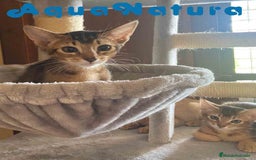 Abisinio gatos en venta: Camada Abisinio de Santa AQUANATURA - Imagen 6