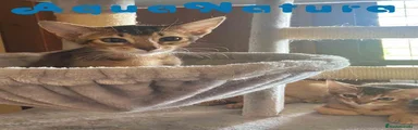 Abisinio Gatito 1