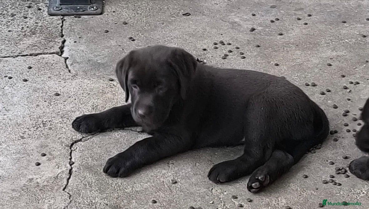 Labrador Retriever perros Preciosos cachorros labrador chocolate 🐶🐾 - Anuncio 2