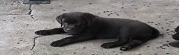 Labrador Retriever perros en venta: Preciosos cachorros labrador chocolate 🐶🐾 en Málaga - Anuncio 1