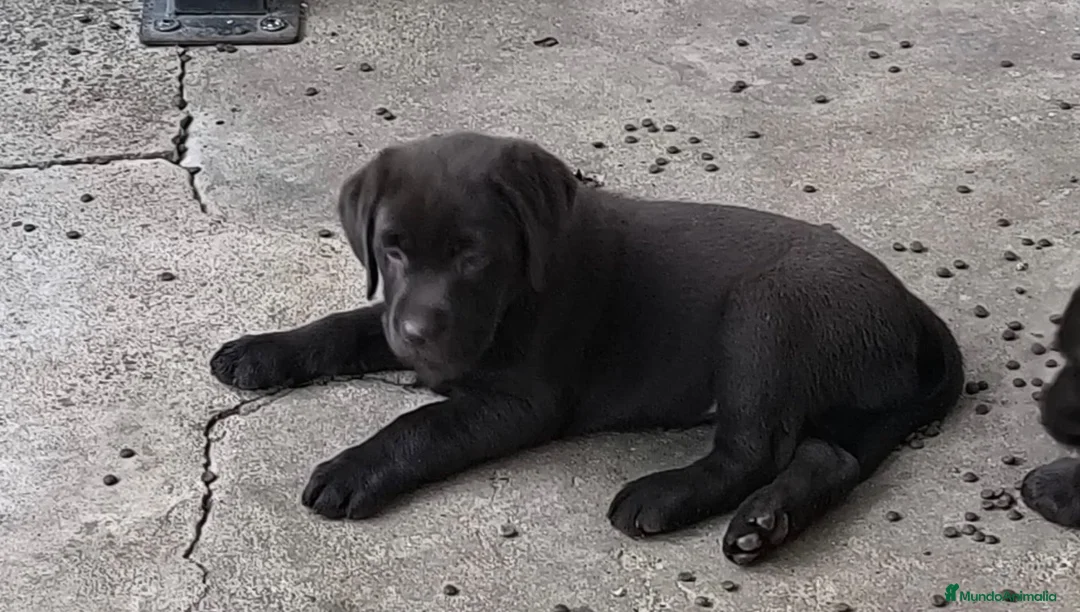Labrador Retriever perros en venta: Preciosos cachorros labrador chocolate 🐶🐾 en Málaga - Anuncio 1
