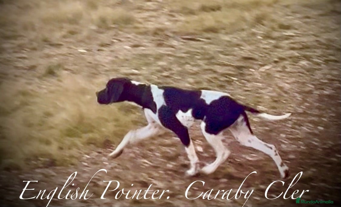 Pointer perros Pointer inglés CARABY  - Anuncio 2