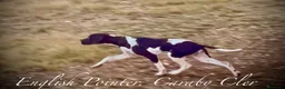 Pointer perros en venta: Pointer inglés CARABY  - Anuncio 1