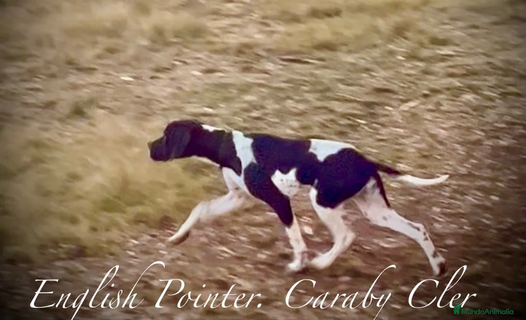 Pointer perros en venta: Pointer inglés CARABY  - Anuncio 1