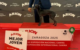 Pequeño Lebrel Italiano perros en venta: Pequeño lebrel Italiano - Imagen 5
