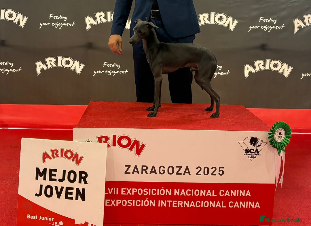 Pequeño Lebrel Italiano perros en venta: Pequeño lebrel Italiano - Imagen 5