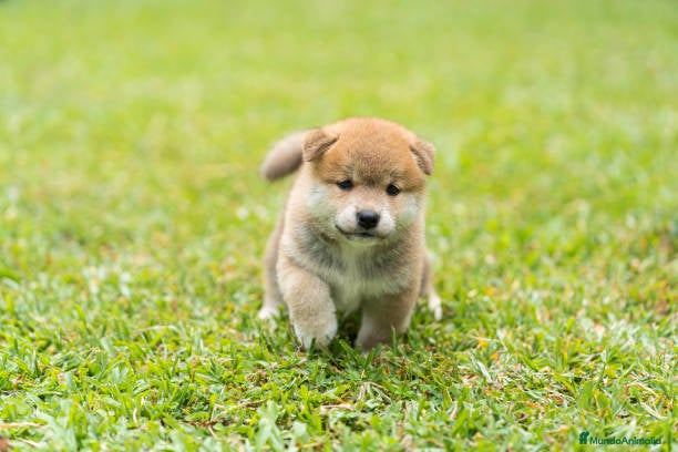 Shiba Inu perros shiba inu  - Anuncio 1