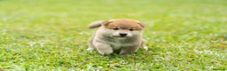 Shiba Inu perros en venta: shiba inu  - Anuncio 1