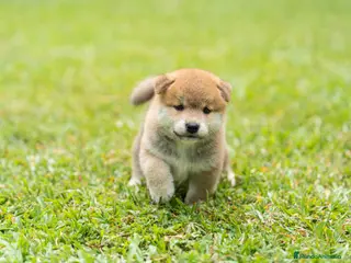 Shiba Inu perros shiba inu - Anuncio 1