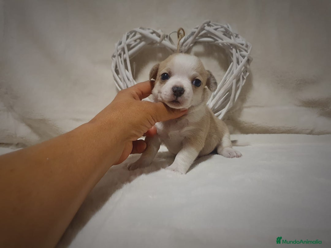 Chihuahua perros en venta: Chiguagua - Imagen 5
