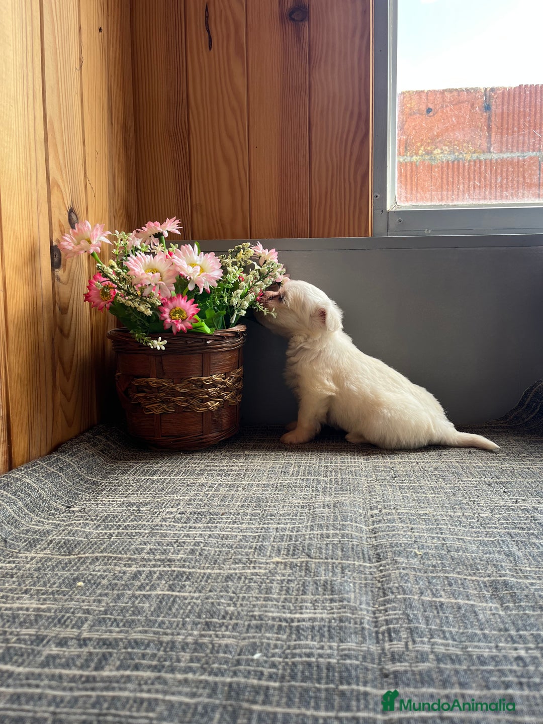 Bichón Maltés perros en venta: Preciosos cachorritos de Bichon Maltés  - Anuncio 3