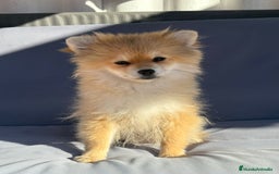 Pomerania perros en venta: Lulu pomerania toy - Imagen 1