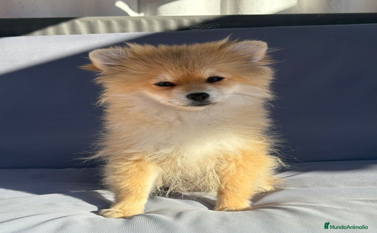 Pomerania perros - Anuncio 1