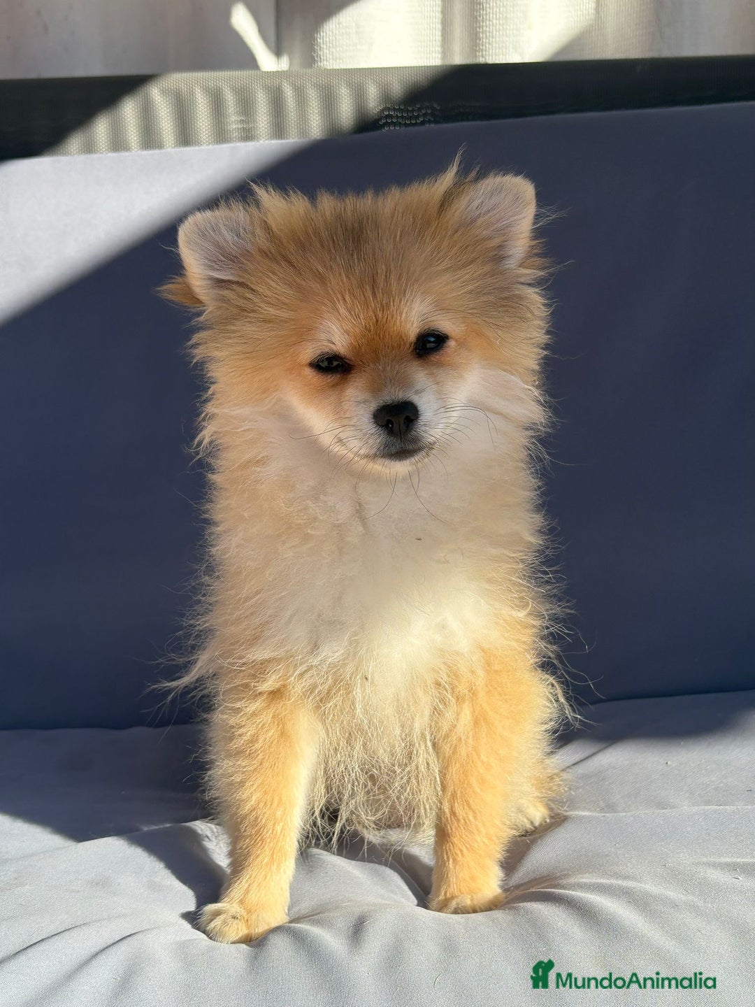 Pomerania perros en venta: Lulu pomerania toy - Imagen 1