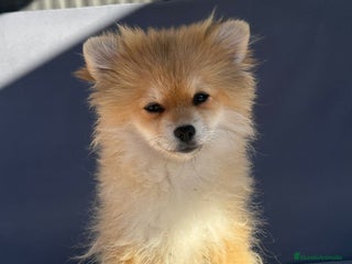 Pomerania perros - Anuncio 5