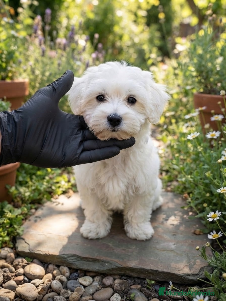 Bichón Maltés perros Bichon maltés americano - Anuncio 3