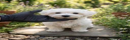 Bichón Maltés perros en venta: Bichon maltés americano - Anuncio 1