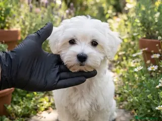Bichón Maltés perros Bichon maltés americano - Anuncio 3