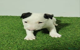 Bull Terrier perros en venta: BULL TERRIER - Imagen 1
