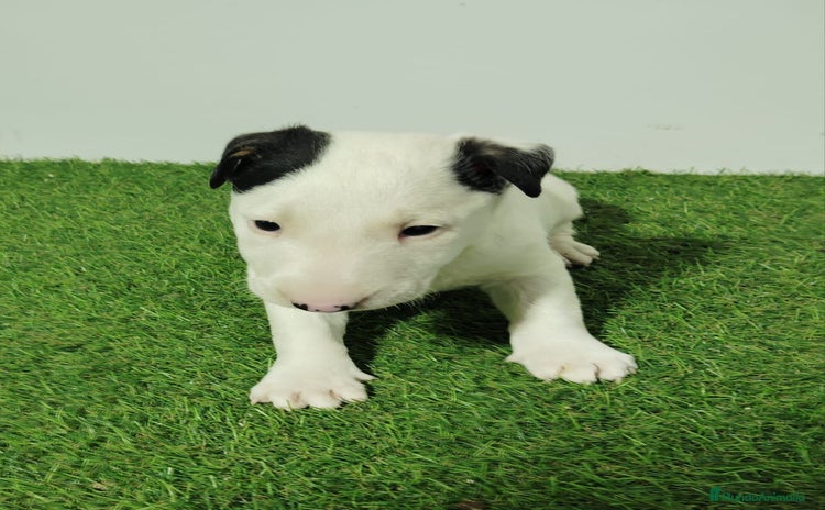 Bull Terrier perros - Propaganda 1
