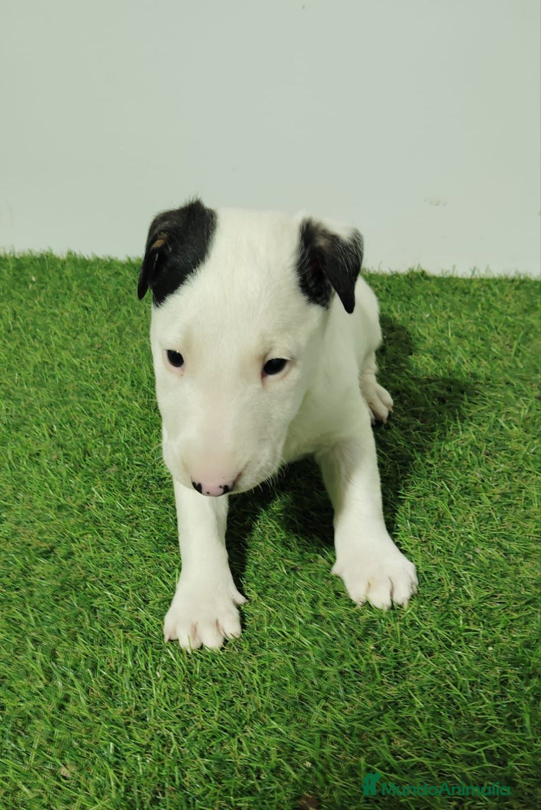 Bull Terrier perros en venta: BULL TERRIER - Imagen 1