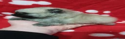Pomerania perros en venta: Lulú de Pomerania - Anuncio 6