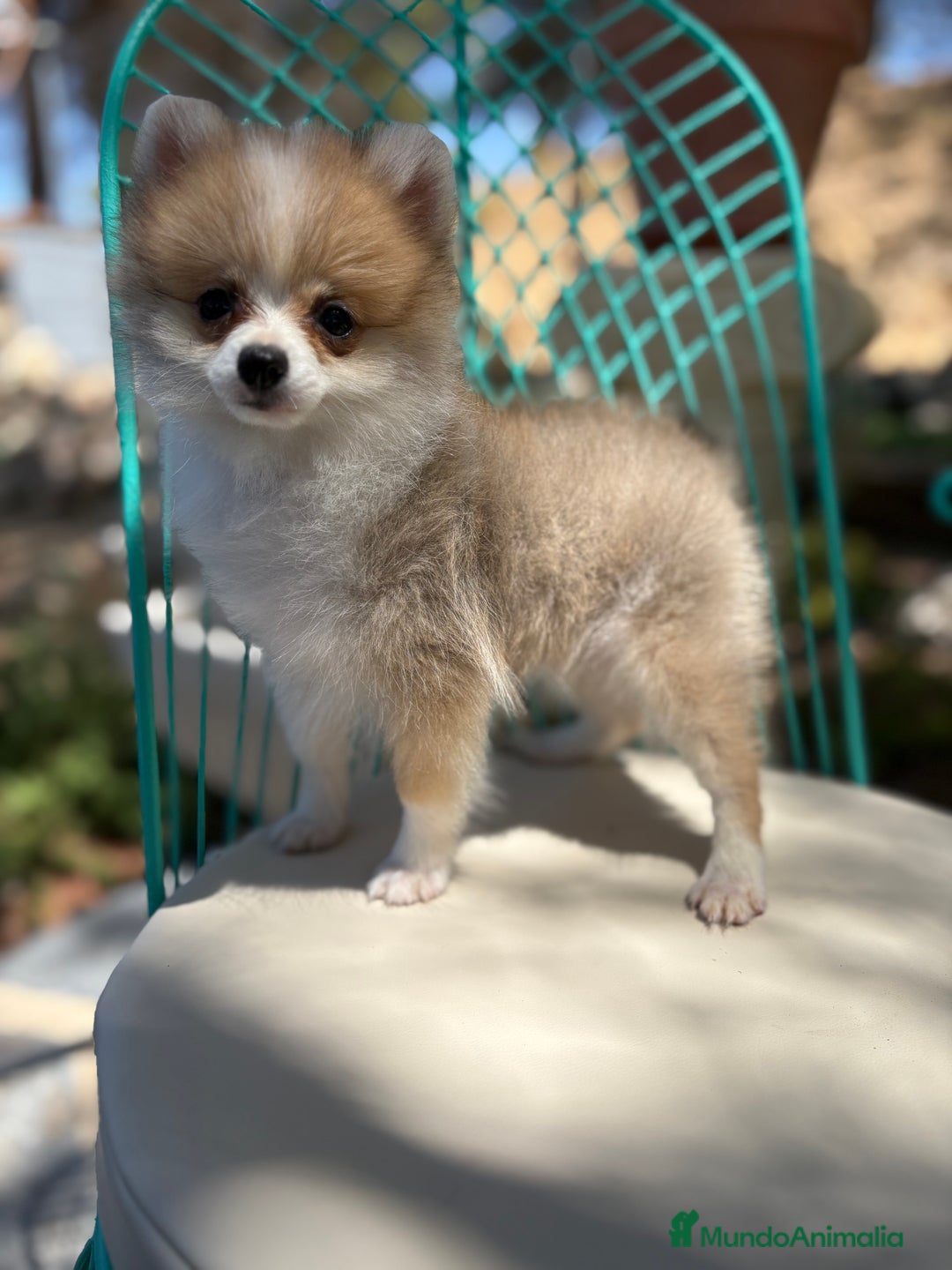 Pomerania perros en venta: Pomerania Hembra toy  - Imagen 6