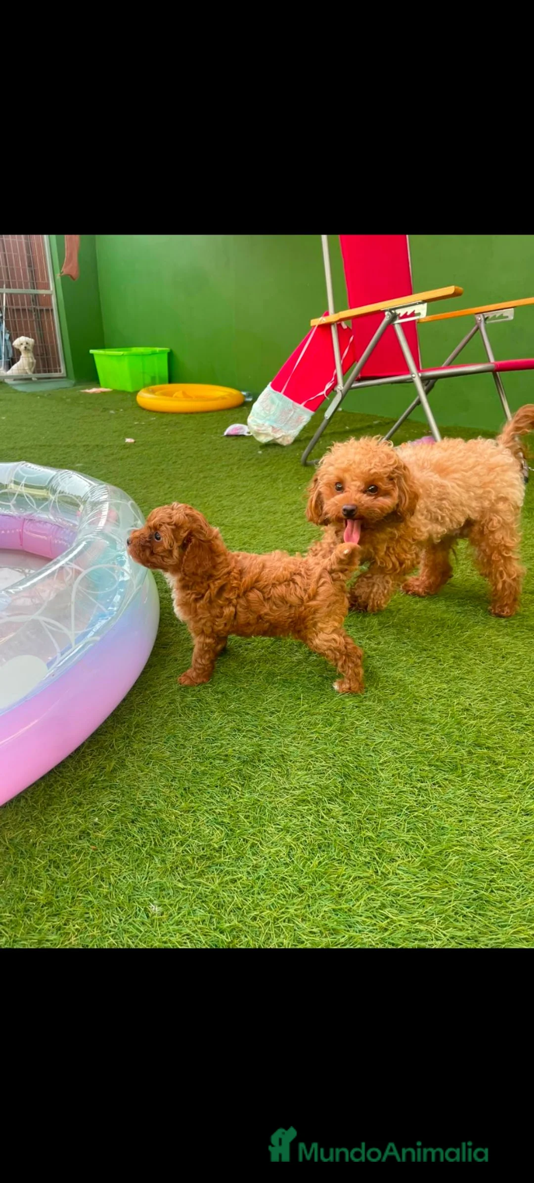 Caniche Toy perros en venta: Disponible 1 hembra de Caniche Toy - Anuncio 2