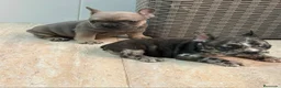 Bulldog Francés perros en venta: Cachorros bulldog  - Anuncio 2