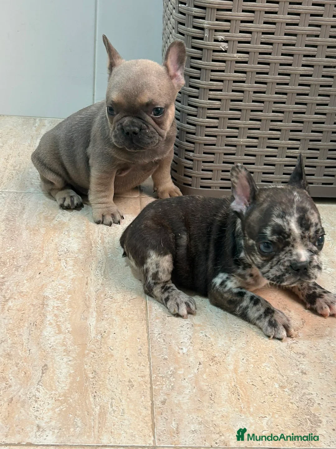 Bulldog Francés perros en venta: Cachorros bulldog  - Anuncio 2
