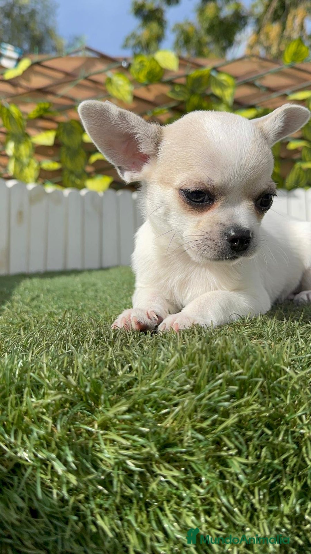 Chihuahua perros en venta: CHIHUAHUA MACHO - Imagen 15